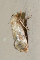 Cochylis