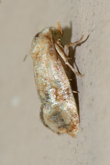 Cochylis