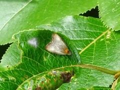 Olethreutes inornatana