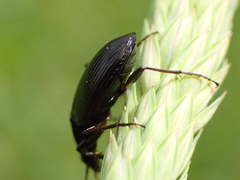 Agonum placidum