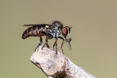 Hadrokolos texanus