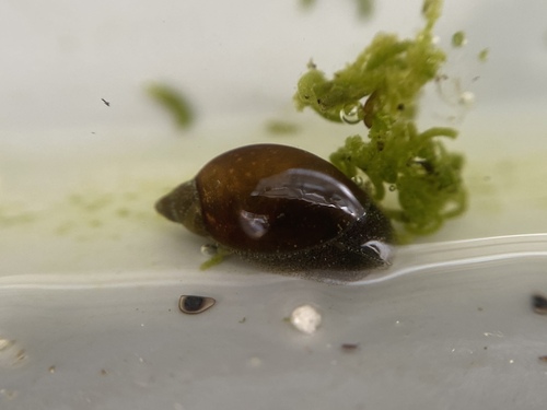 American Ribbed Fluke Snail, Kew Gardens, London, England, GB, photo 9 of 10