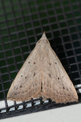 Macrochilo louisiana