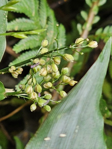Isachne repens iNat (1)