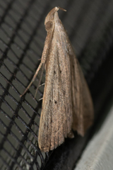 Macrochilo louisiana