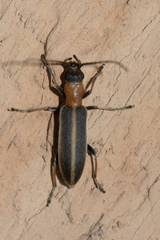 Oxycopis mimetica