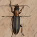Oxycopis - Photo (c) Scott Buckel, some rights reserved (CC BY-NC), uploaded by Scott Buckel