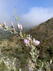 Malacothamnus fasciculatus nuttallii