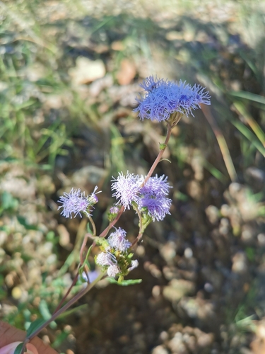 Ageratum corymbosum, photograph 6