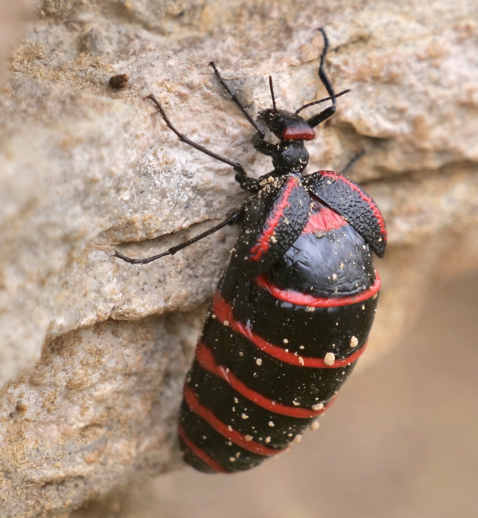 Red-banded Blister Beetles