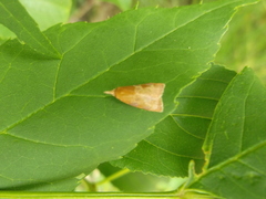 Cenopis diluticostana