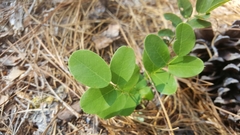 Robinia hispida hispida