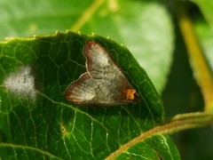 Olethreutes inornatana