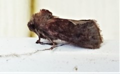 Acrolophus arcanella