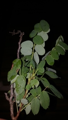 Robinia hispida hispida