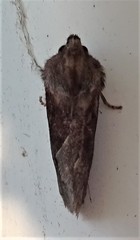 Acrolophus arcanella