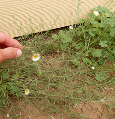 Erigeron tracyi