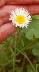 Erigeron tracyi