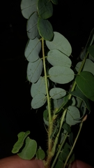 Robinia hispida hispida