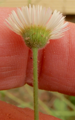 Erigeron tracyi
