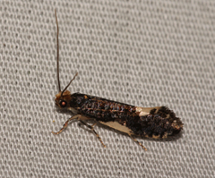 Monopis spilotella