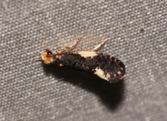 Monopis spilotella