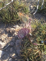 Opuntia gosseliniana