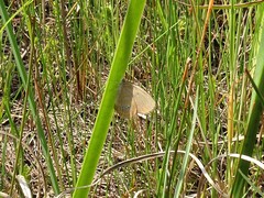 Neonympha areolatus