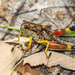 Post Oak Grasshopper - Photo (c) Greg Lasley, some rights reserved (CC BY-NC), uploaded by Greg Lasley