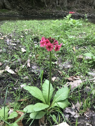 Image of Primula japonica by (c) Frédérique, some rights reserved (CC BY)
