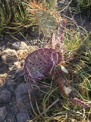 Opuntia gosseliniana