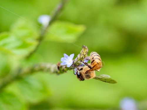 Western Honey Bee