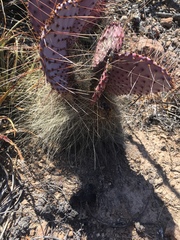 Opuntia gosseliniana
