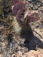 Opuntia gosseliniana