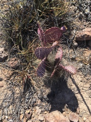 Opuntia gosseliniana