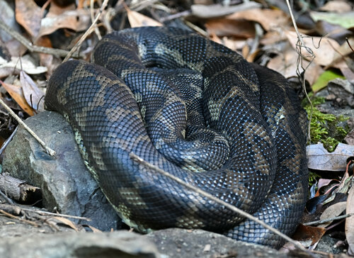 Coastal Carpet Python sighting