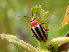 Disonycha latiovittata