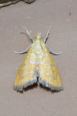 Xanthophysa psychicalis