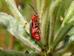 Disonycha latiovittata