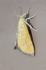 Xanthophysa psychicalis