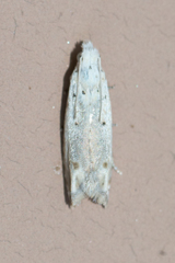 Epiblema separationis