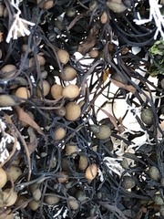 Ascophyllum nodosum