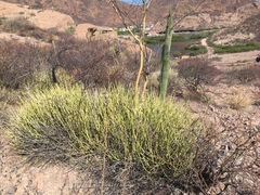 Euphorbia ceroderma