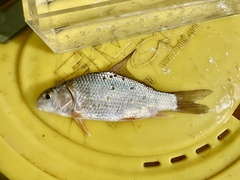 Quillback photo 5