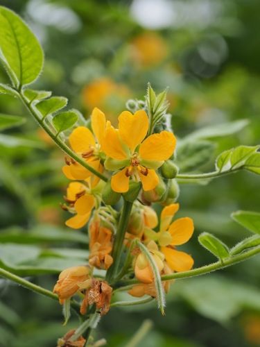 hairy senna