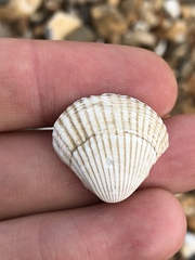 Cerastoderma edule