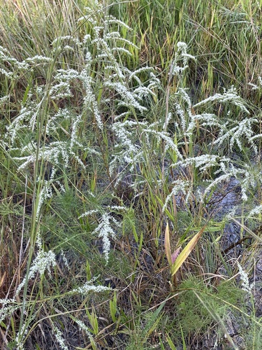 Image of Eupatorium leptophyllum by no rights reserved