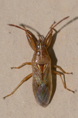 Pachygronthidae