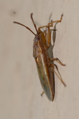 Pachygronthidae