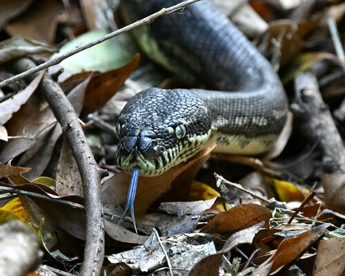Coastal Carpet Python sighting